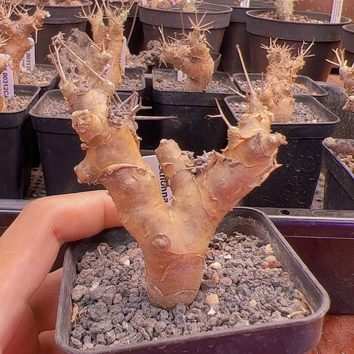 黑鬼殿厚敦菊7，特价