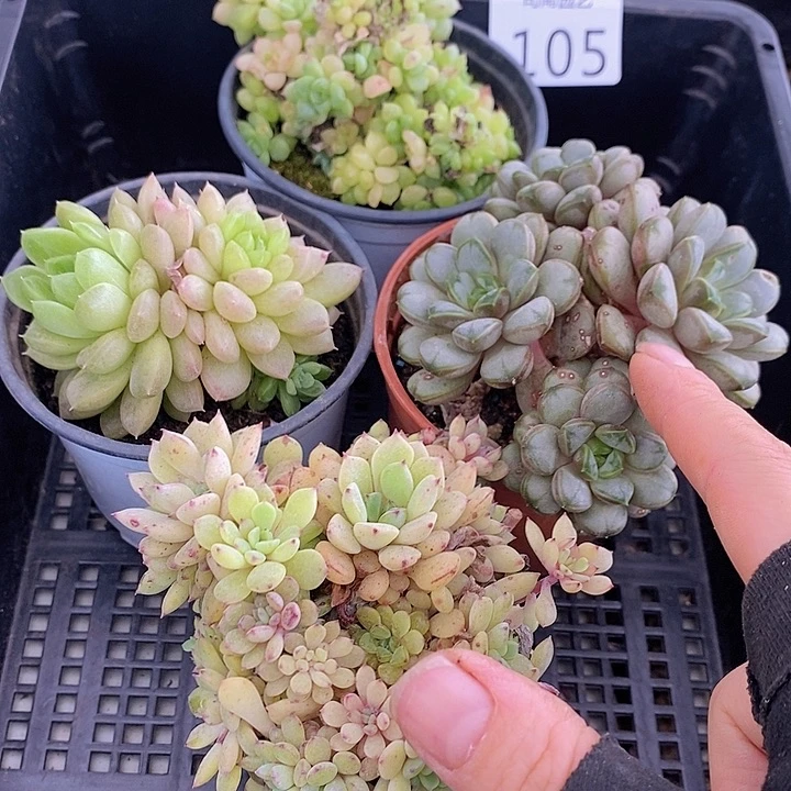 105 多肉植物盆栽花卉植物