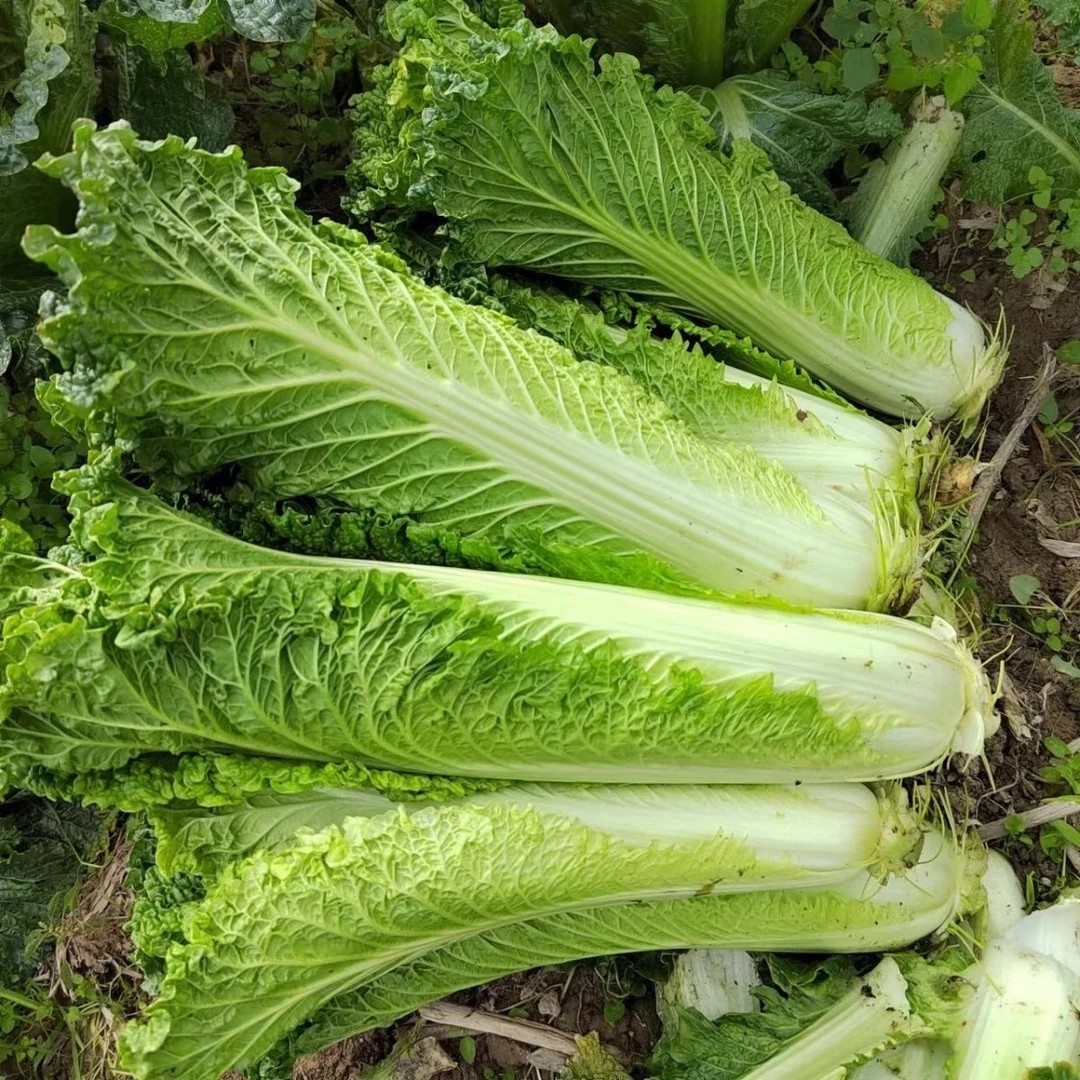 贵州高山露天自然生长麻叶白菜