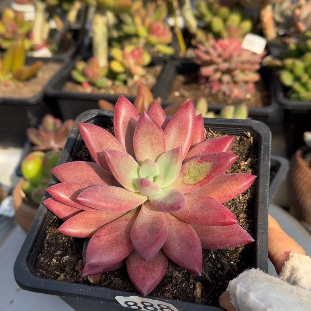 888号一物一拍一物一拍一物一拍