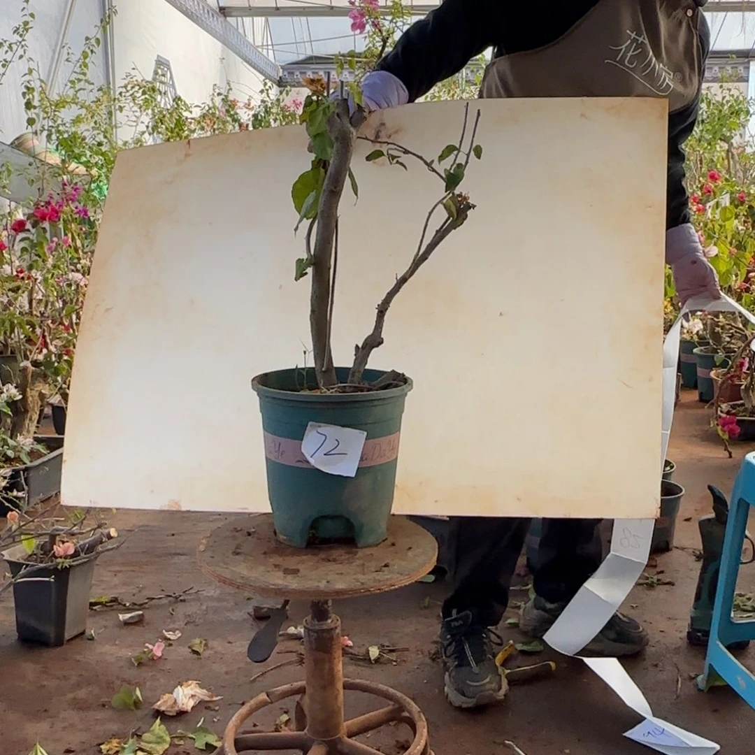 大部分开放少量花苞重瓣黄 72脱