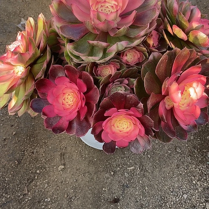 多肉植物荔枝493多肉