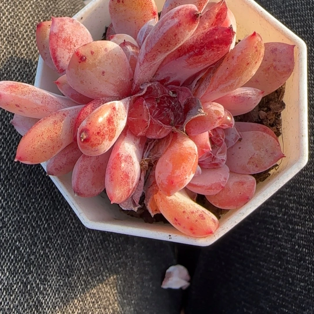 浅***笑多肉小卡拉米糖心一物一拍