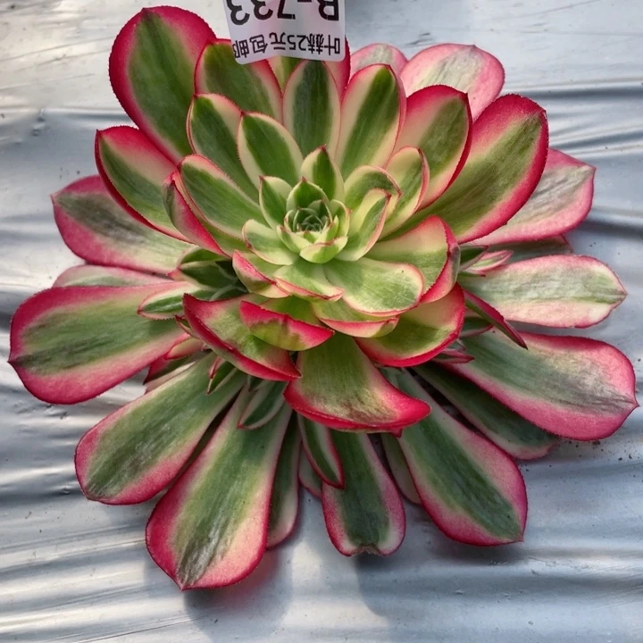 花***姐733倾城多肉12345678