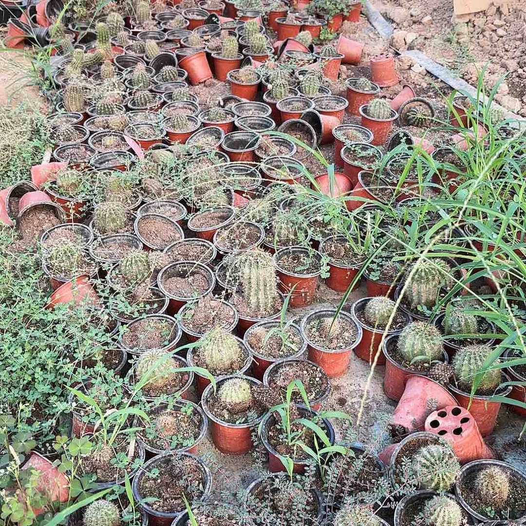 8颗带根20包邮仙人球瑕疵