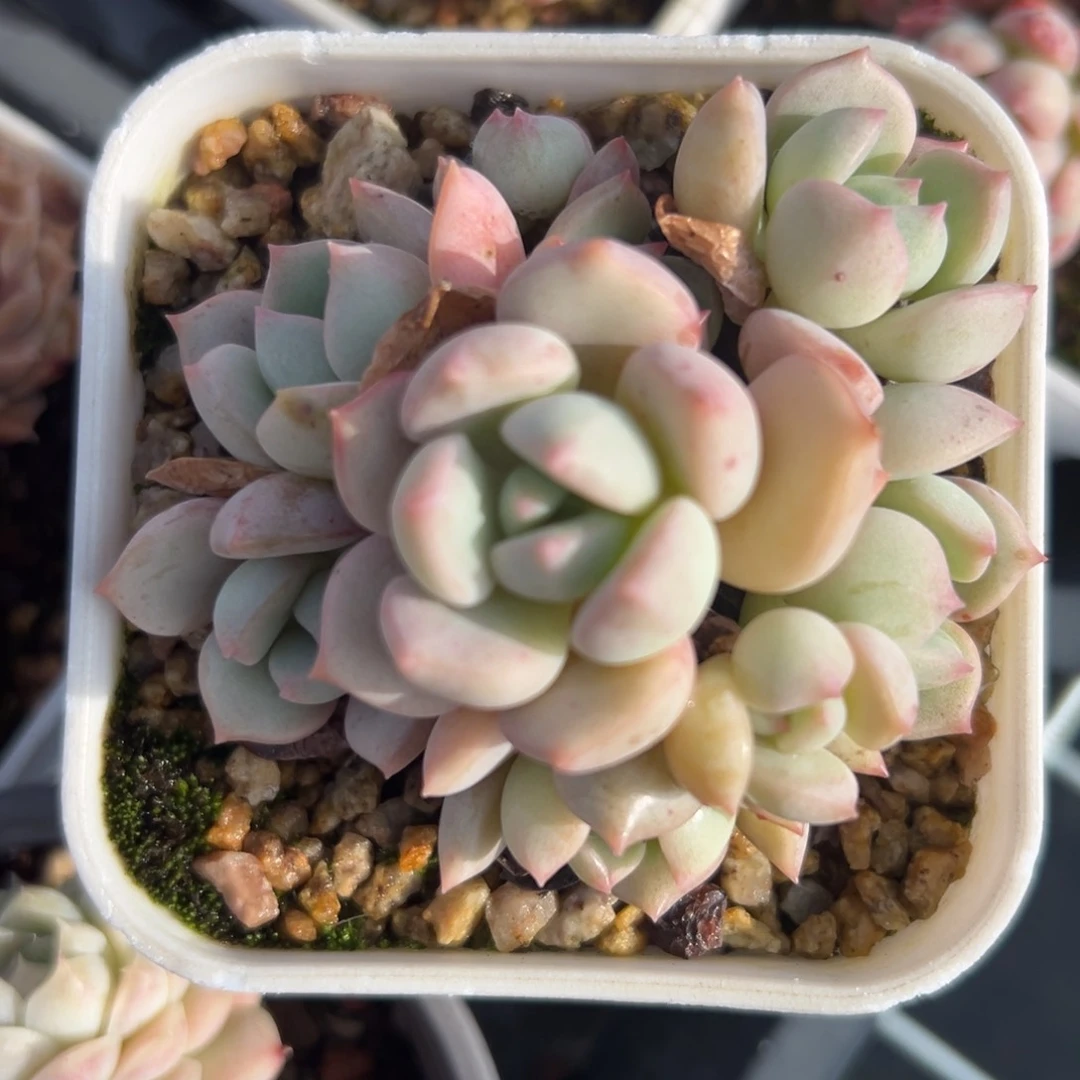 蜜桃格林精控多肉一物一拍