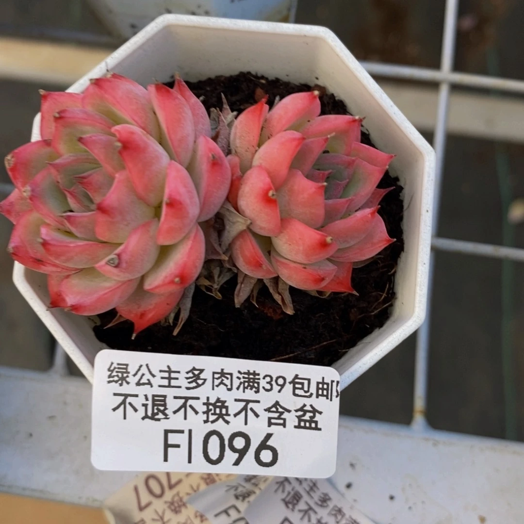 096水晶玫瑰多肉5cm