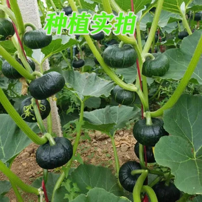 迷你小绿贝贝南瓜种子小南瓜板栗南瓜种籽四季春季蔬菜种籽孑