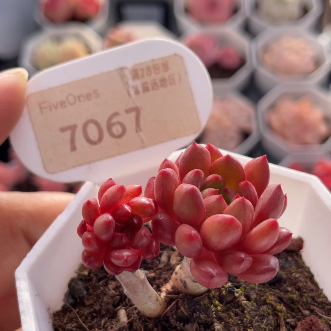 鸡血红宝石7067-4.0厘米