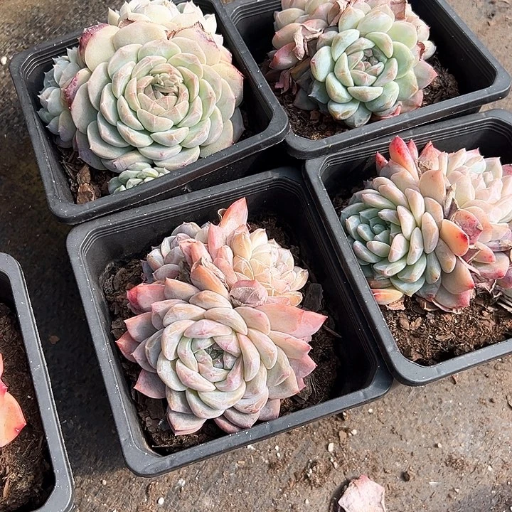 21.23冰破一个脱土