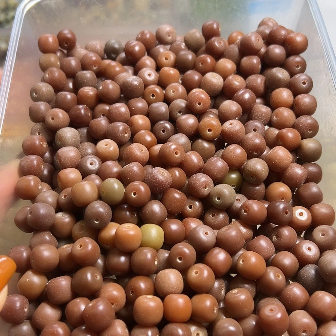 菩提根/象牙果吊坠卡11干枯桶100颗