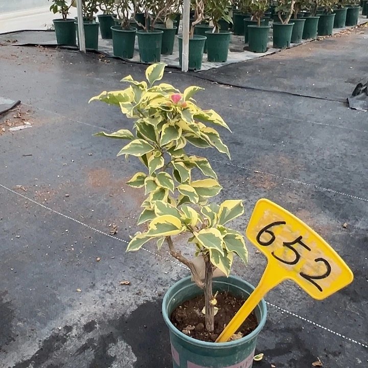 当前无花栽培后可以开花中国丽人 原生小树头652