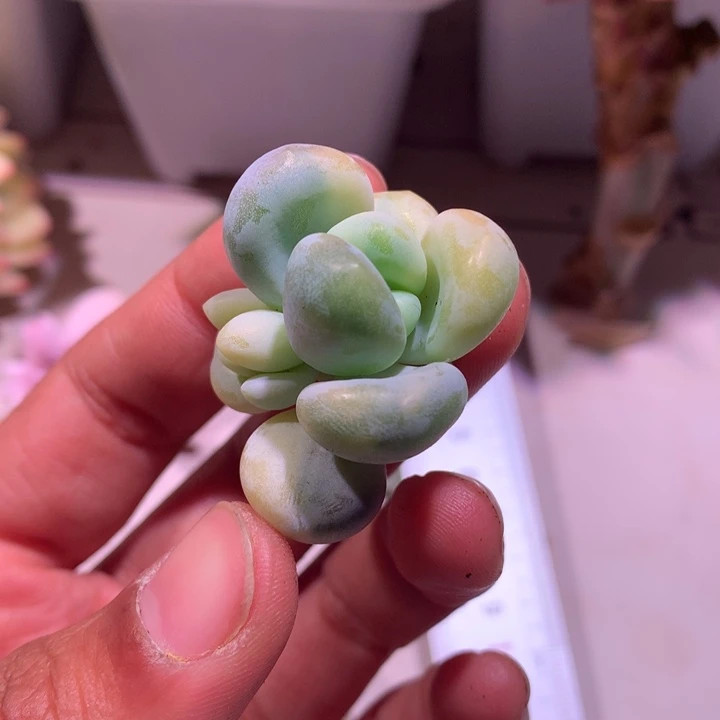 回***影橙雪球锦锦锦锦锦