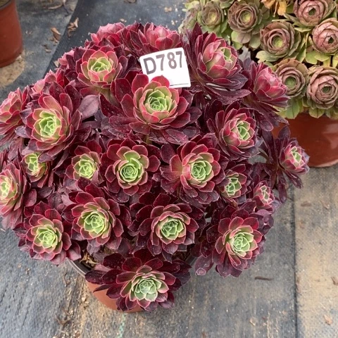 安娜多肉植物法师不包损