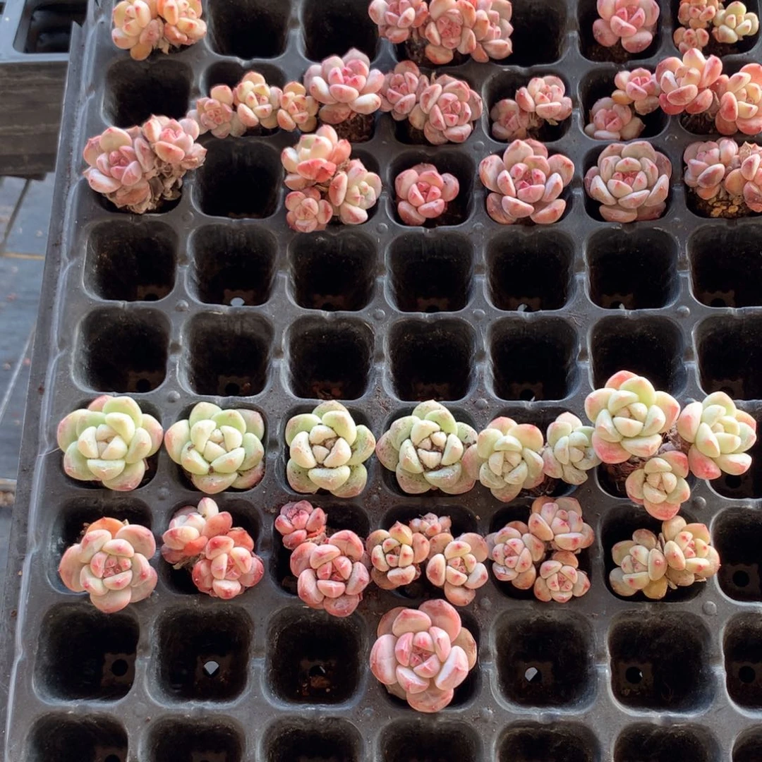 丁***ᰔ13个不带盆偏远地区不包邮的