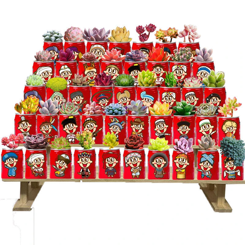 DIY易拉罐旺仔全套系列种植室内小盆栽迷你绿植好养幼儿园多肉