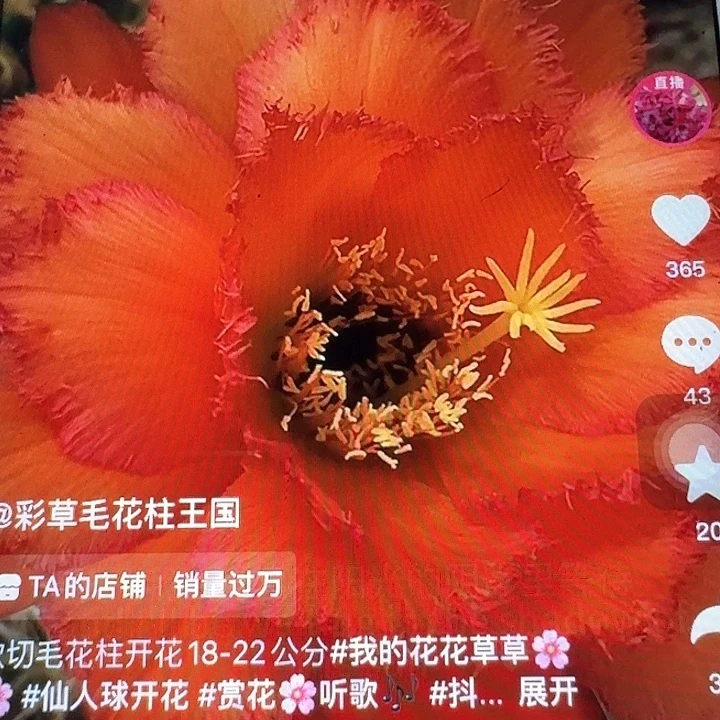 欢茄侧芽5公分毛花柱