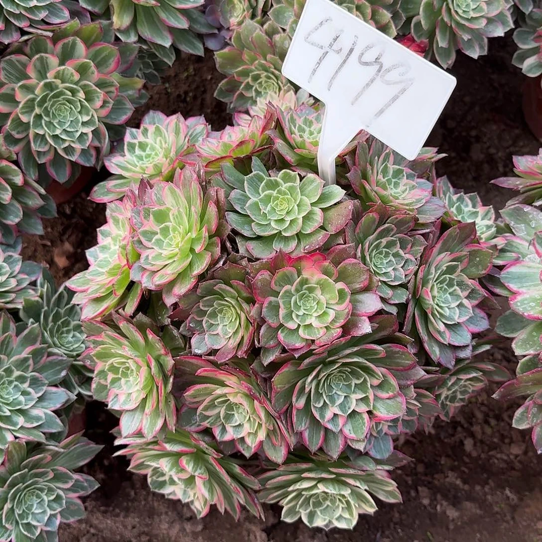 4199万花筒多肉法师多肉