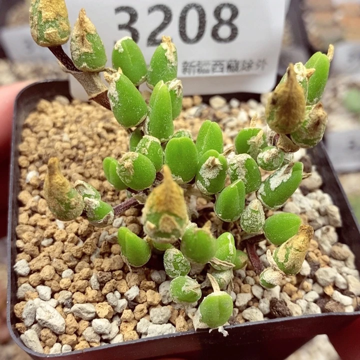 3208。