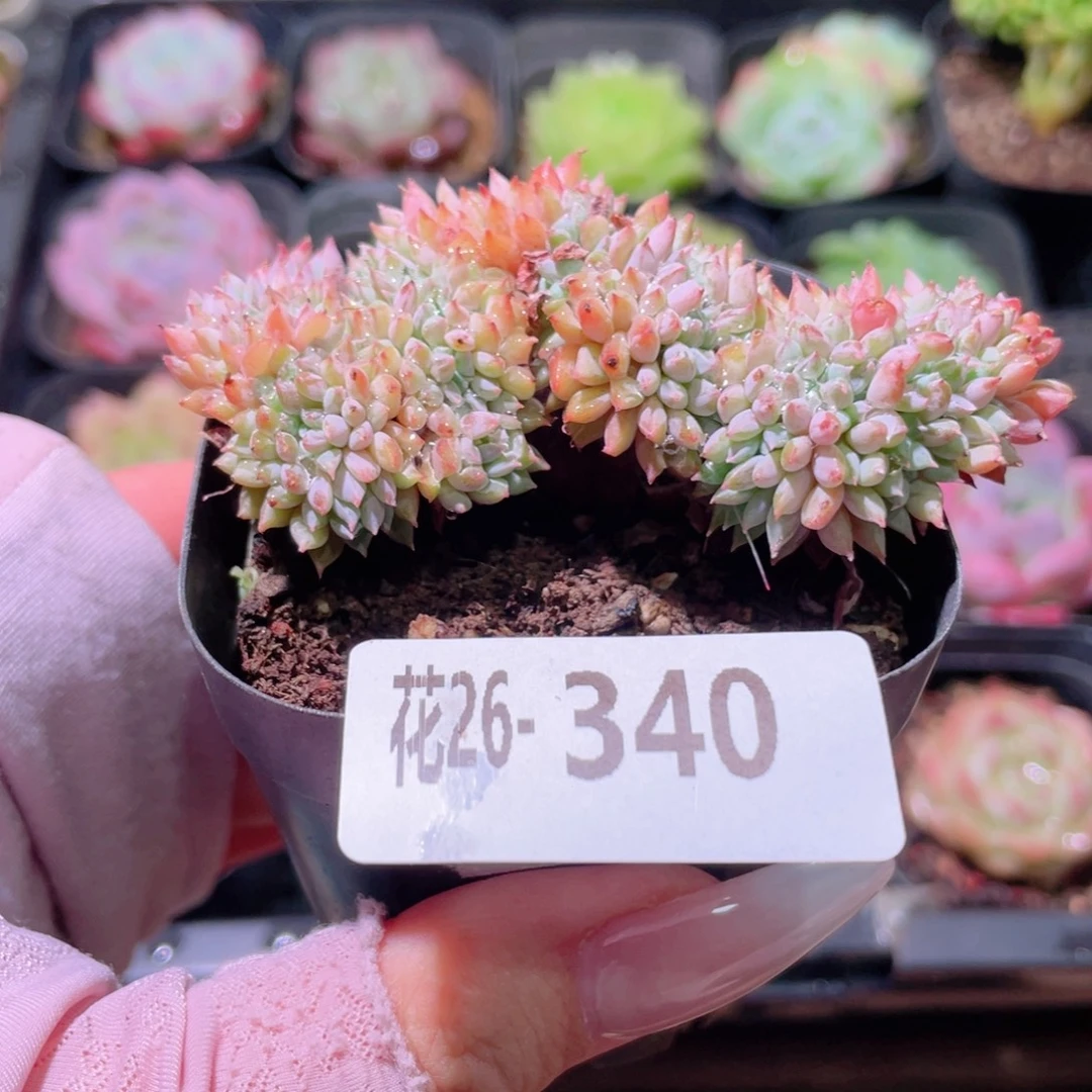 花利美26-340莱恩小精灵缀化
