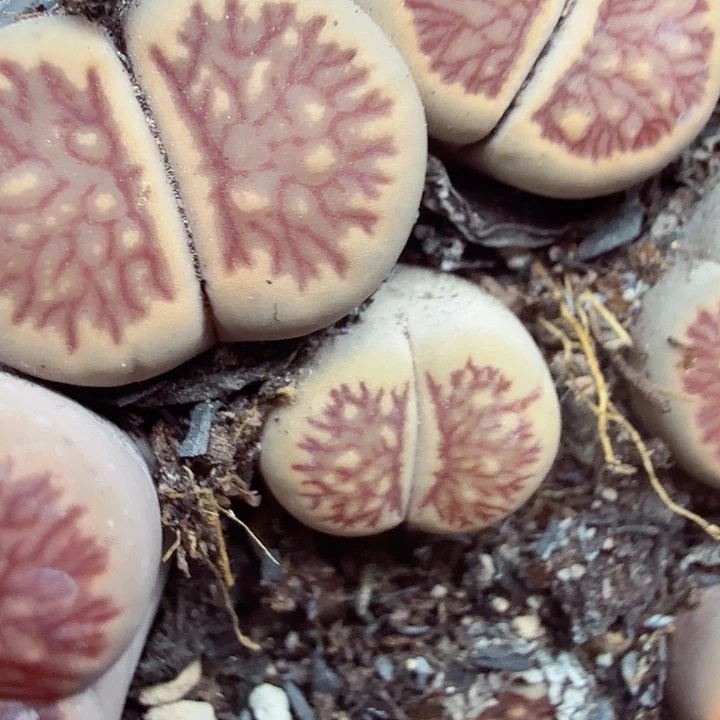 我想吃火锅啦嘿嘿嘻嘻今天292你