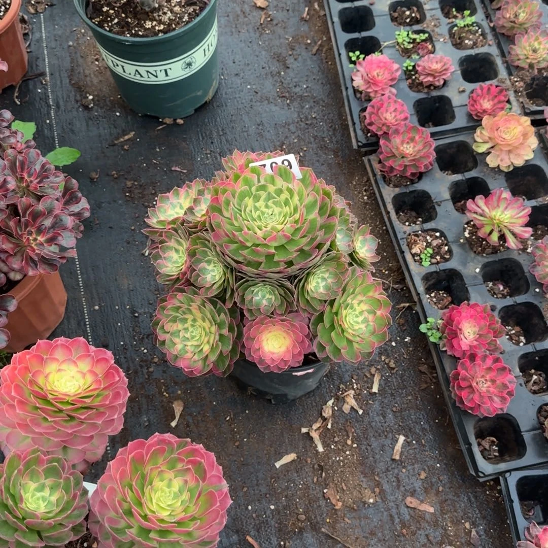 精品多肉植物0709