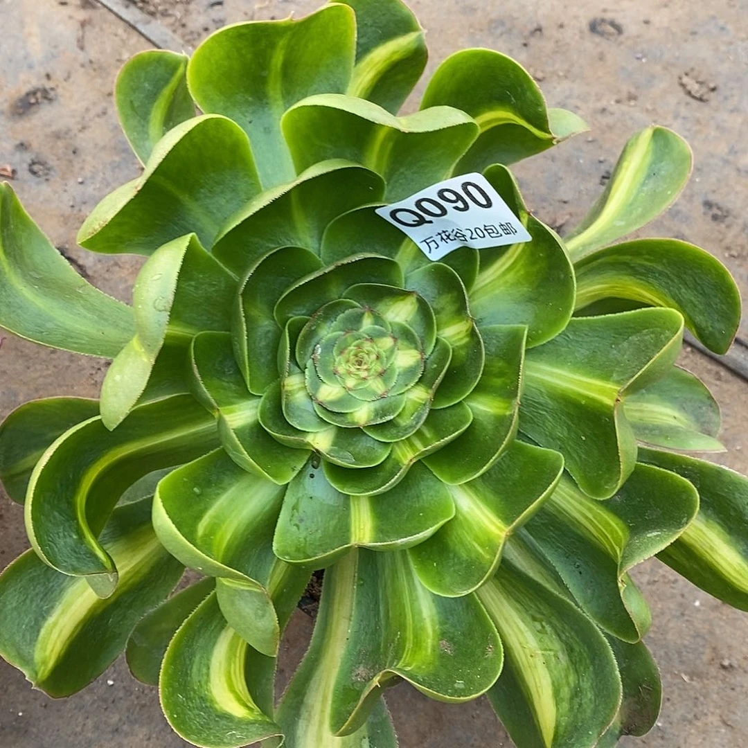 090暴君多肉植物