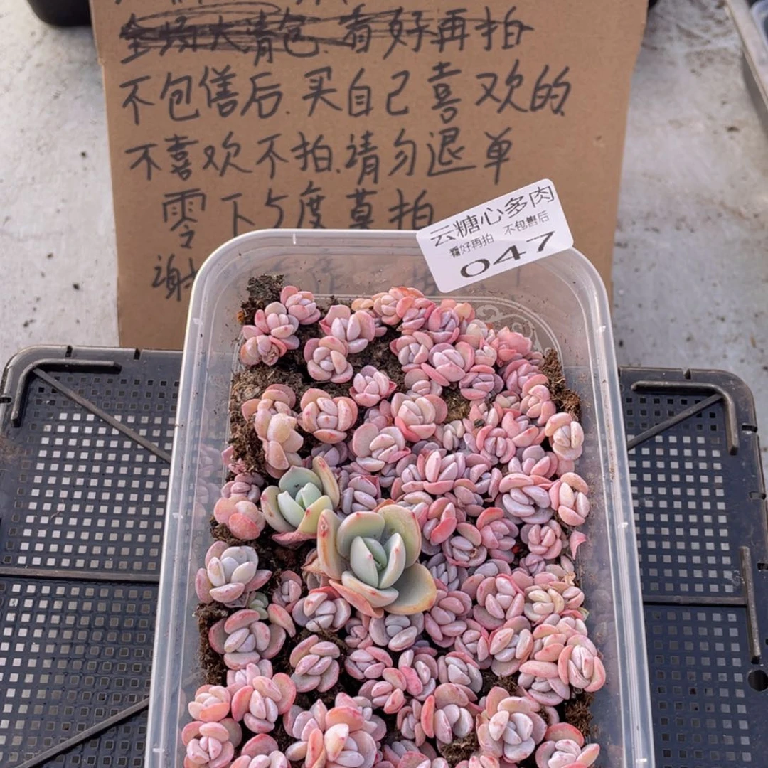 云糖心多肉植物47