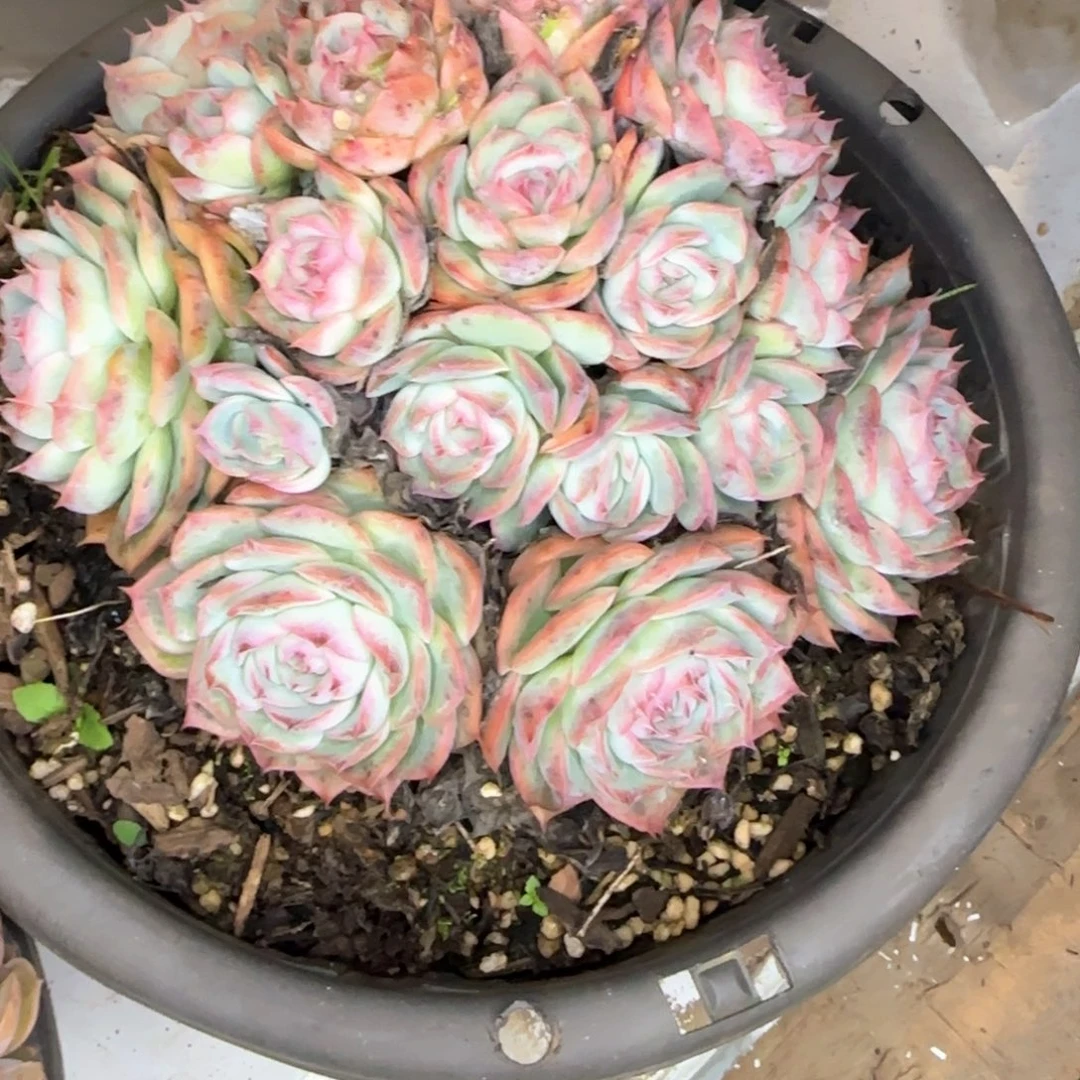 多肉植物多肉植物