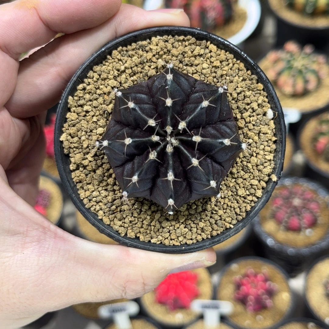 黑寡妇—————-as—-