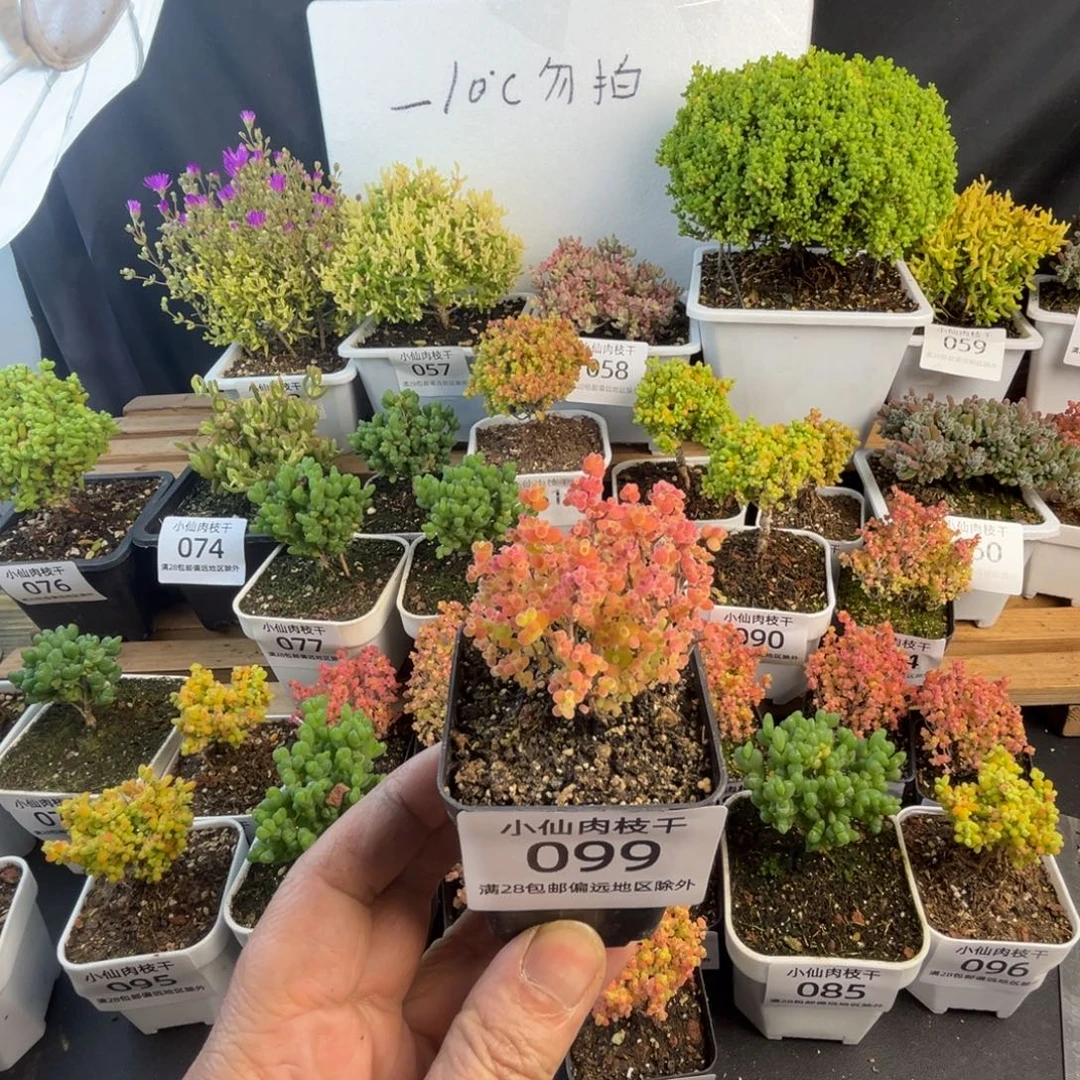 099枝干番杏彩蜜橘