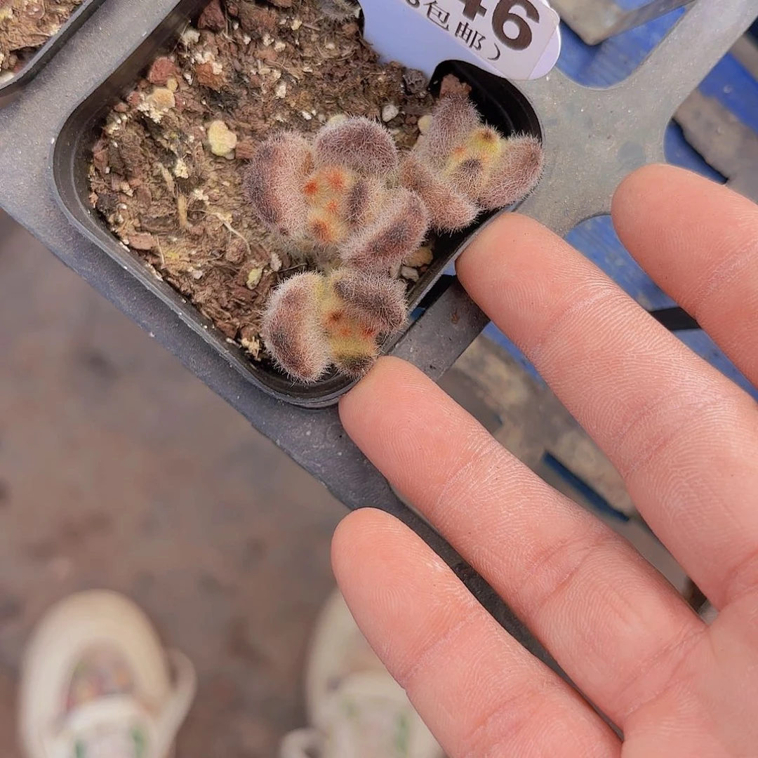 A546泰迪熊一物一拍