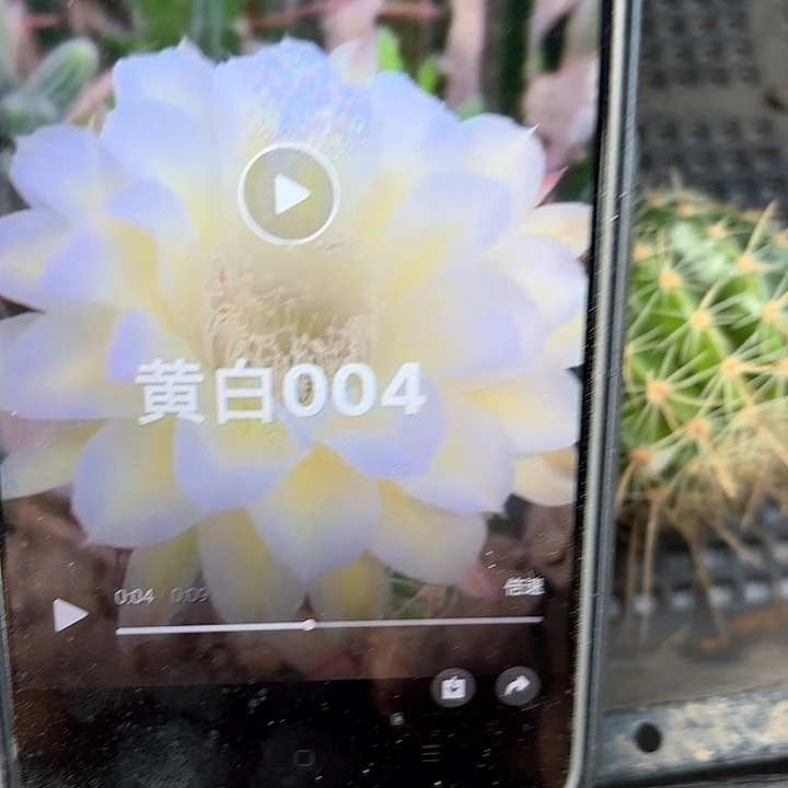 黄白004 侧牙20包邮仙人球10