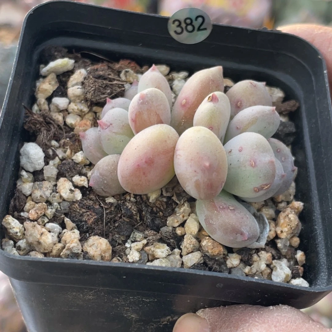 萤火虫奶酪多肉植物