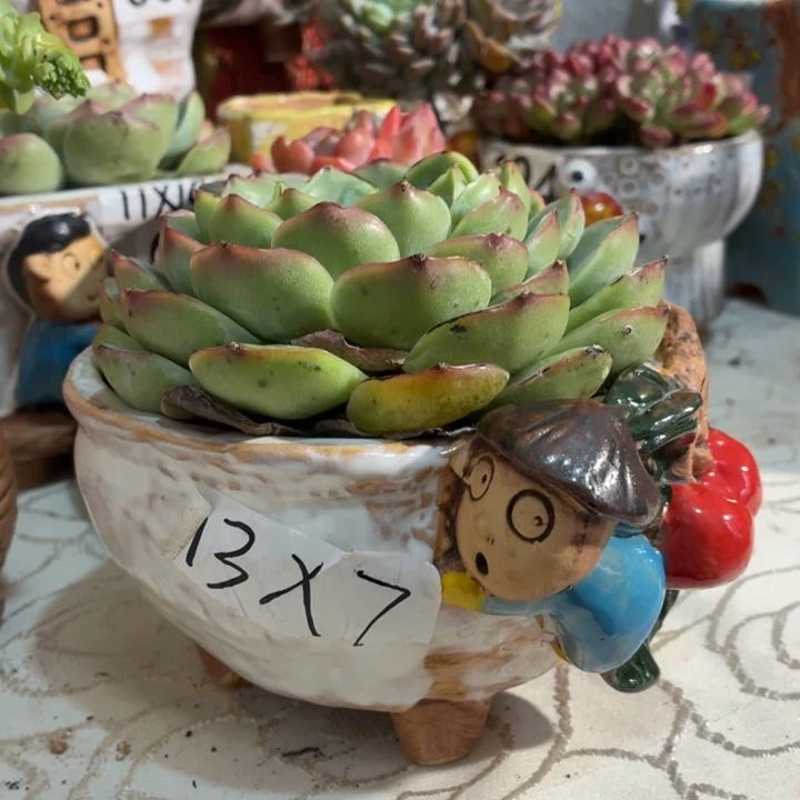 多肉花盆满15包邮