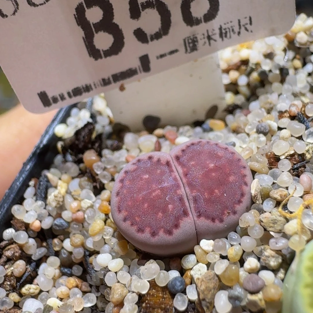 Ssss清仓价便宜了858紫饼