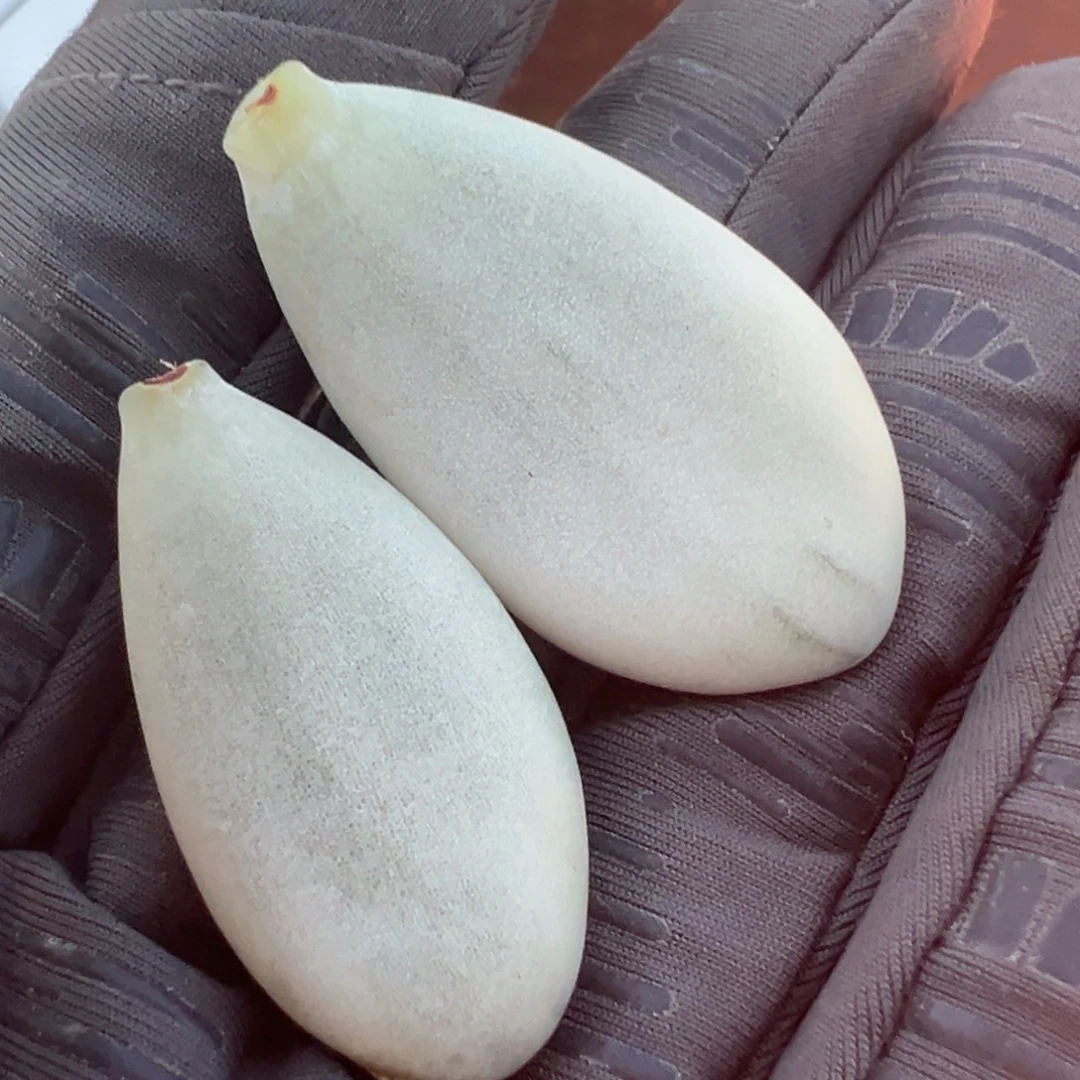 正版马卡龙锦，覆轮锦叶子两片