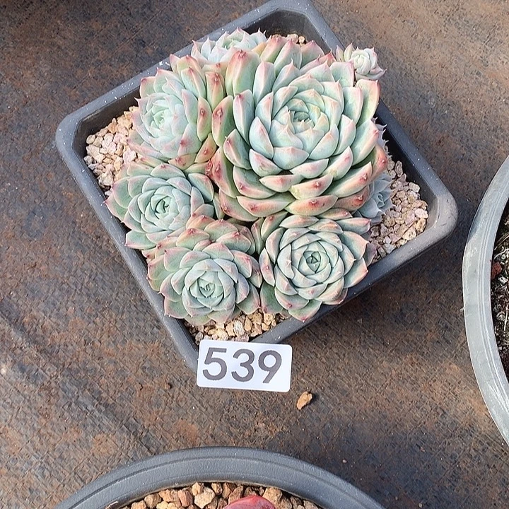 539杂 一物一拍多肉