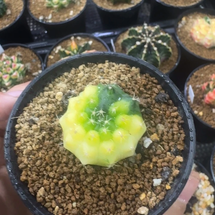 米哈锦捡漏哈哈哈哈