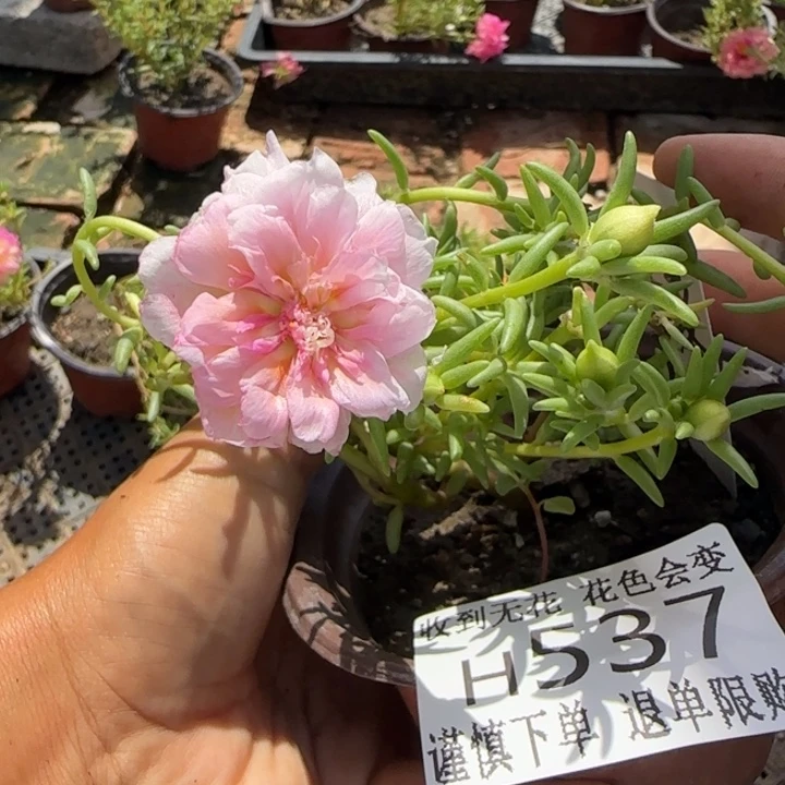 无花朵H537超小苗盆口10cm