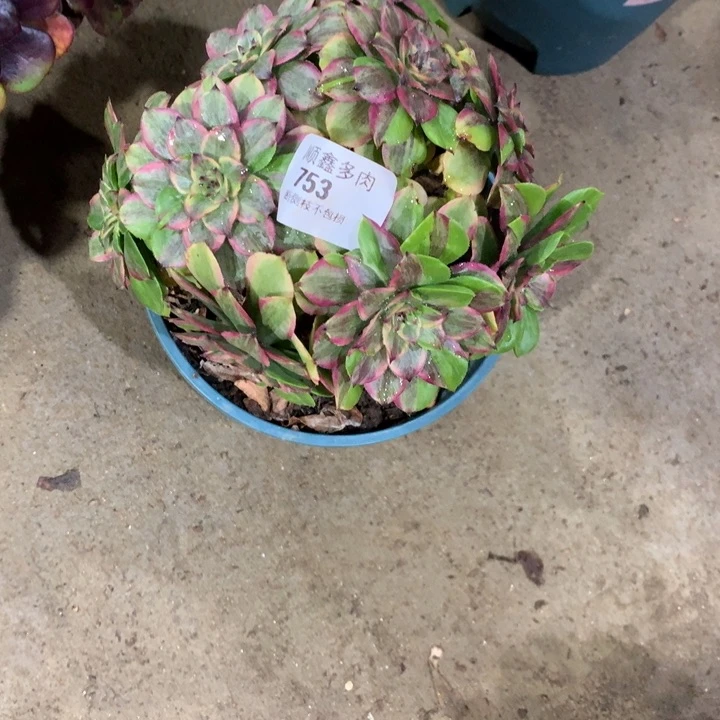 753粉黛多肉植物