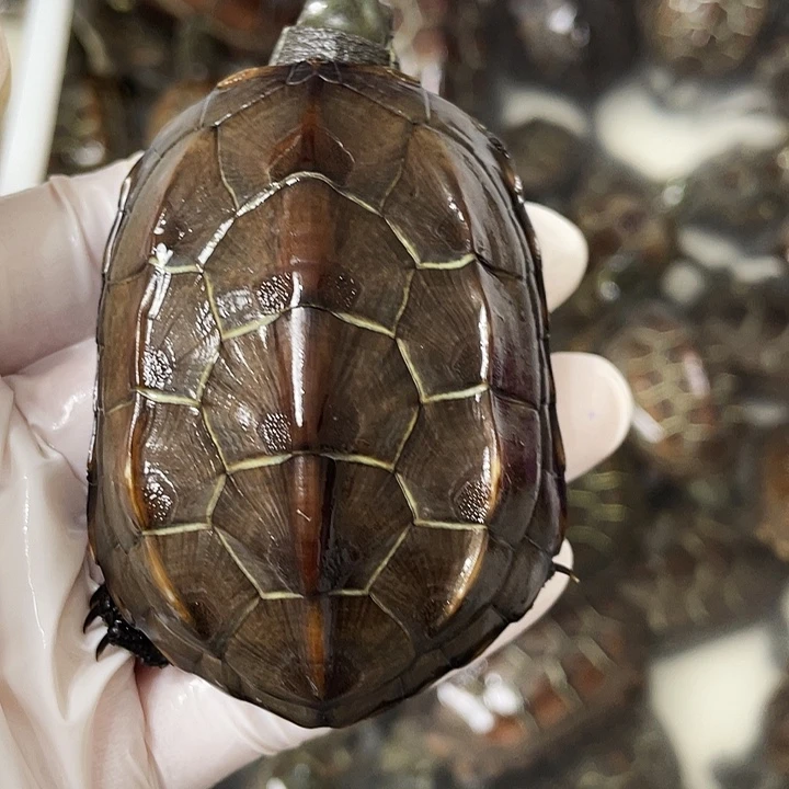 中华草龟母苏北金线草龟外塘龟