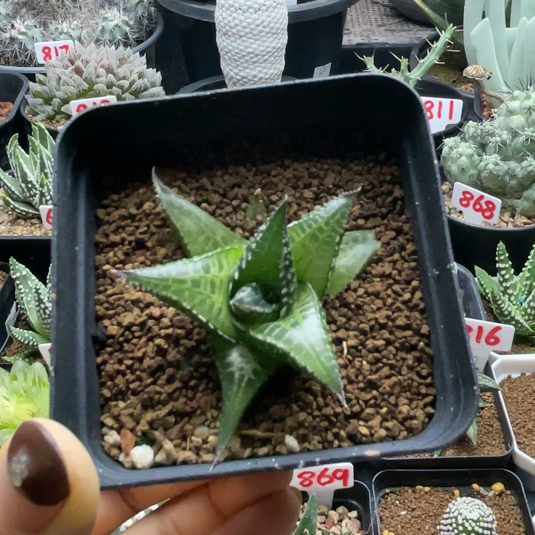 实生丸叶龙鳞仙人球