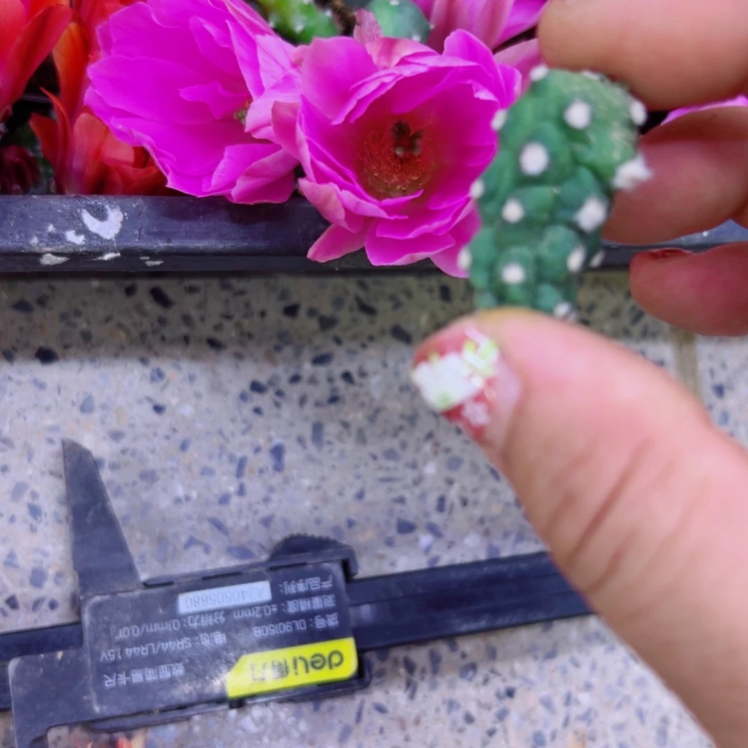 下18粉色水仙软2个无根小侧芽20包邮