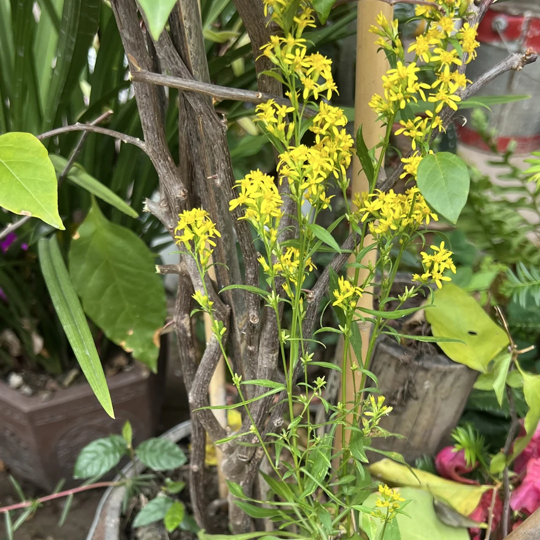 整颗一枝黄花 一支黄花野外拍下现挖