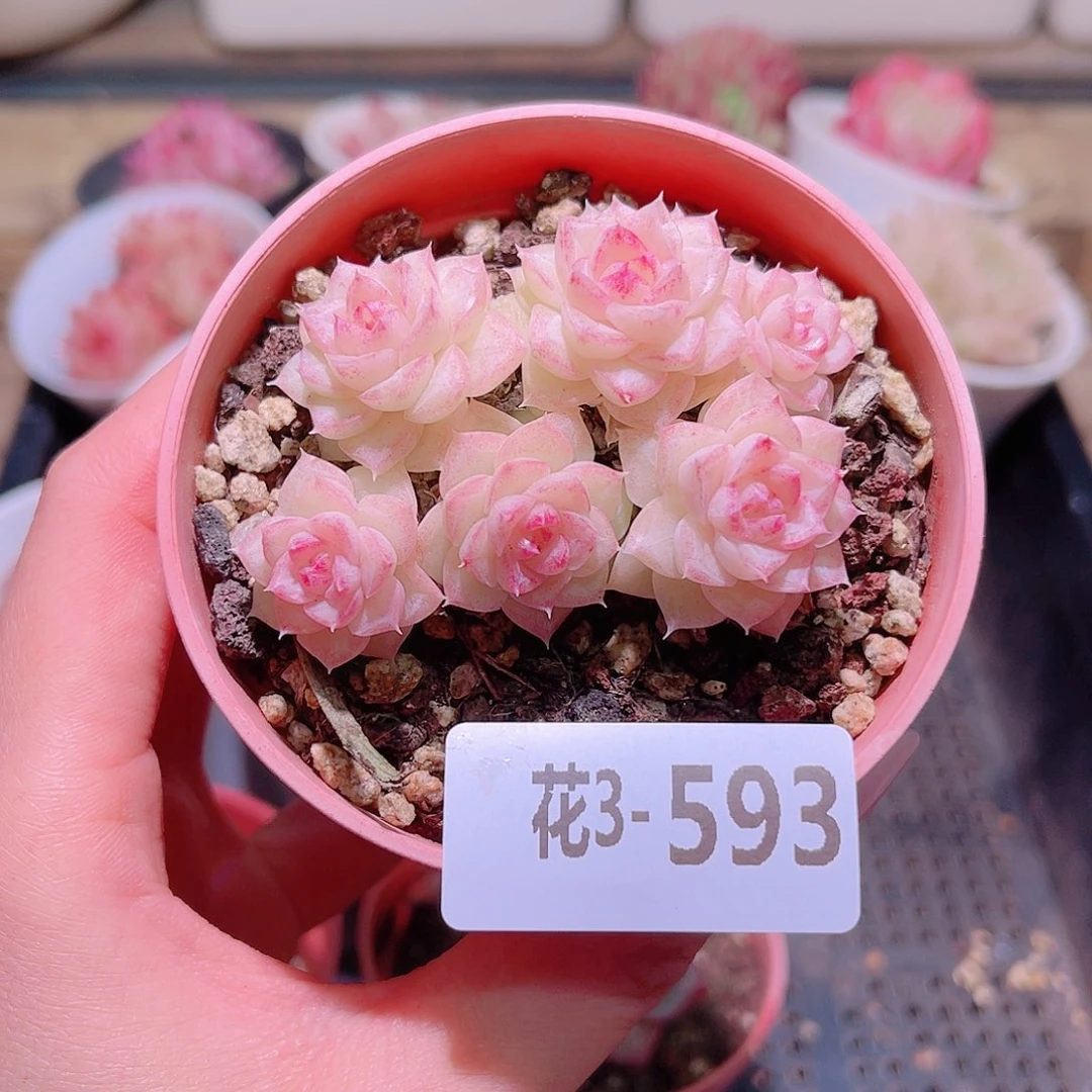 花利美3-593白天鹅