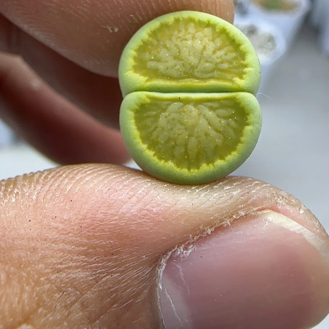 096 生石花大棚直播