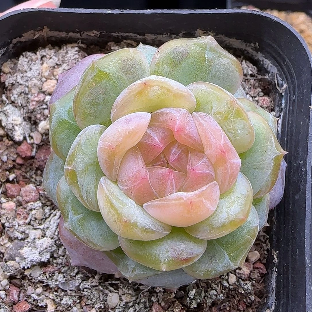 118 【满39包邮非偏远】