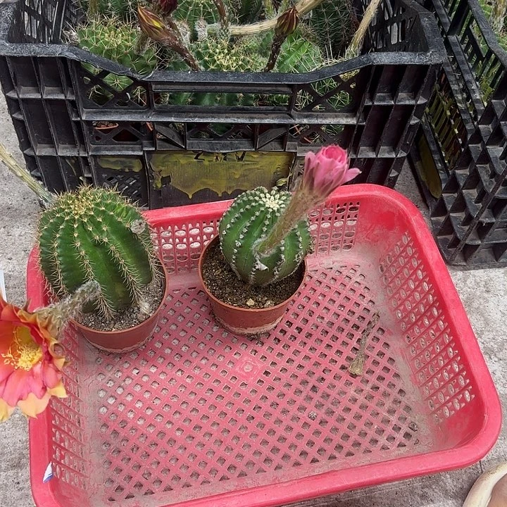 黎***涩无花朵彩草哈哈哈哈哈哈哈