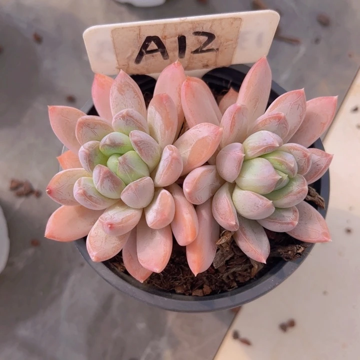 健健康康平平安安